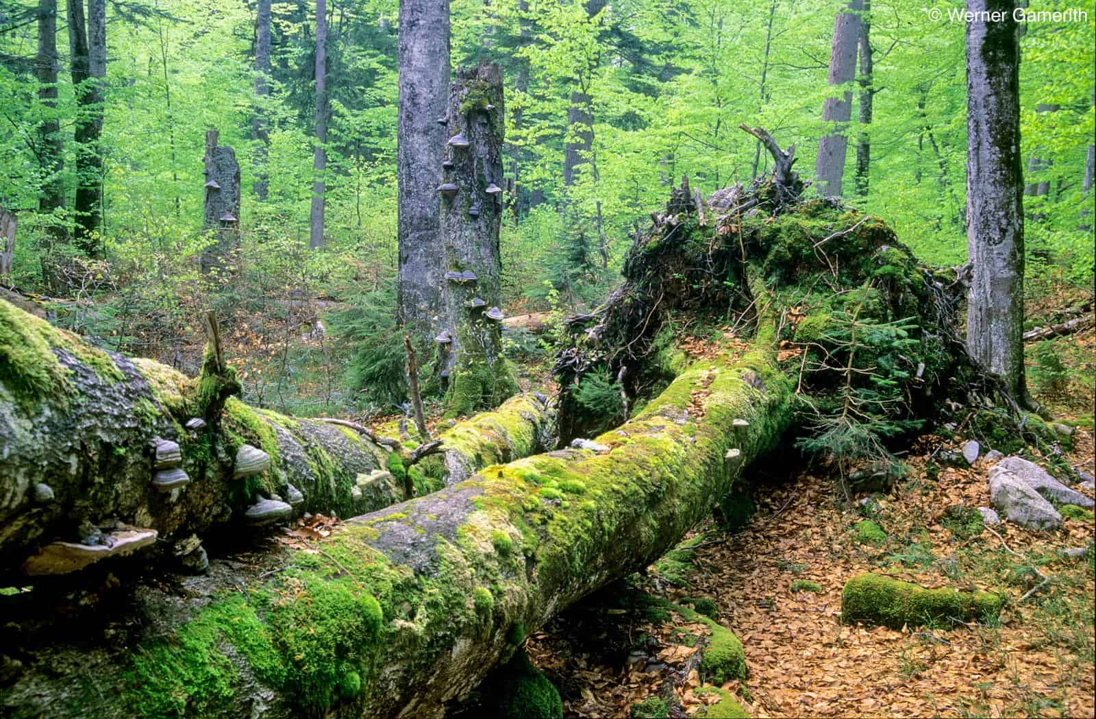 Werner Gamerith Wildnisgebiet Duerrenstein 2019 - © All Rights reserved