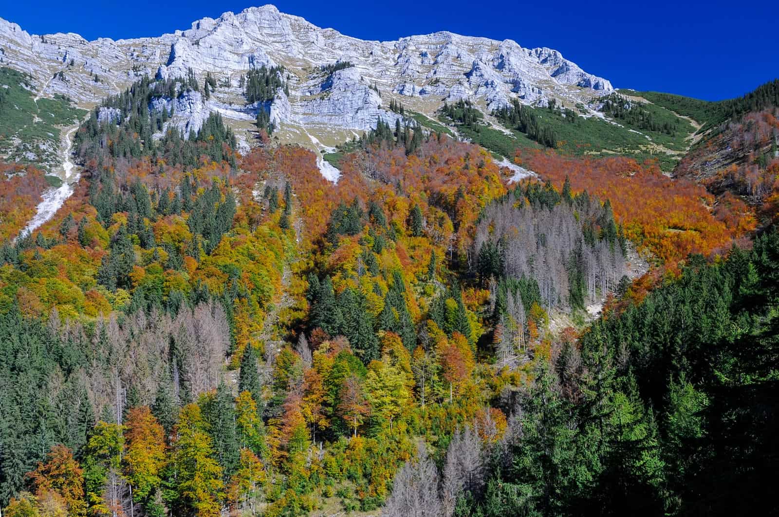 Werner Gamerith Wildnisgebiet Duerrenstein 2019 - © All Rights reserved