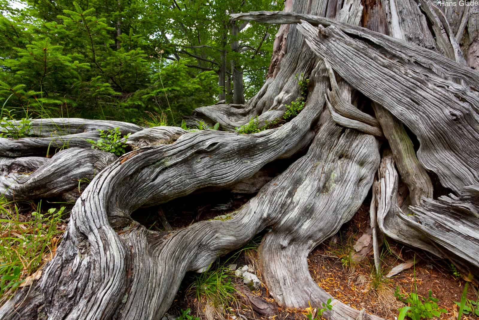 Werner Gamerith Wildnisgebiet Duerrenstein 2019 - © All Rights reserved