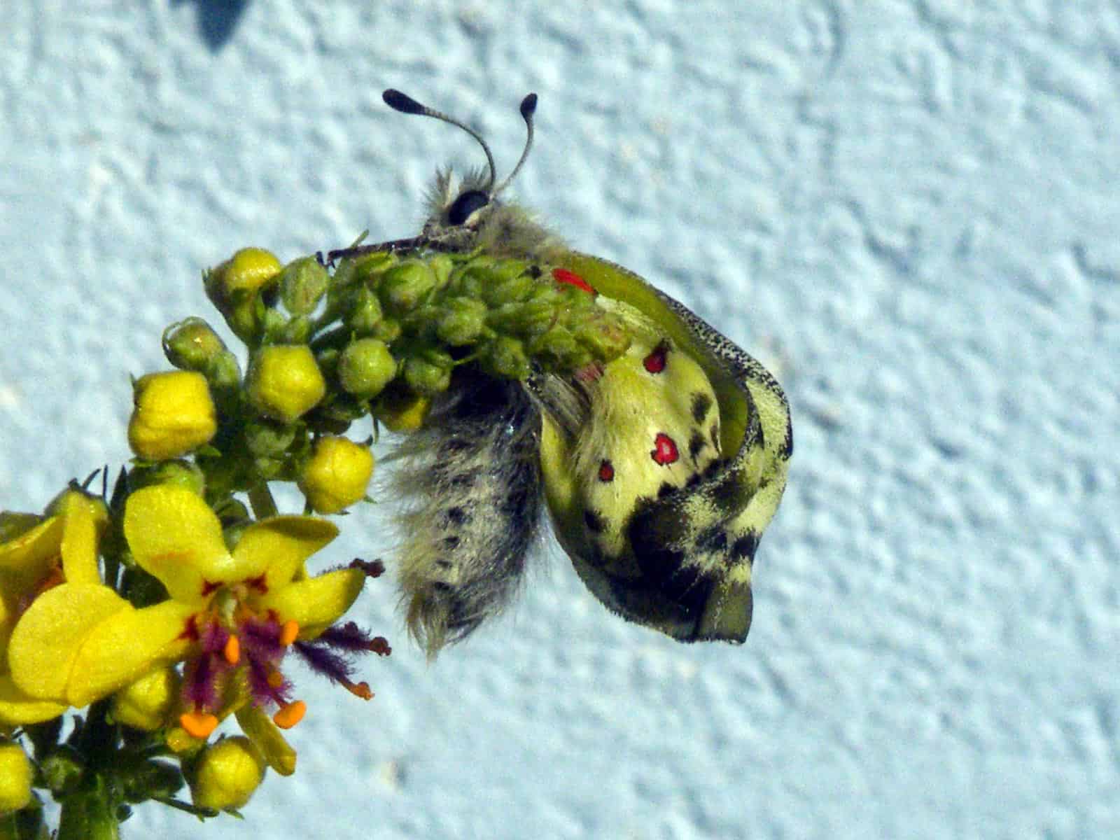 Parnassius apollo L. Methamorphose