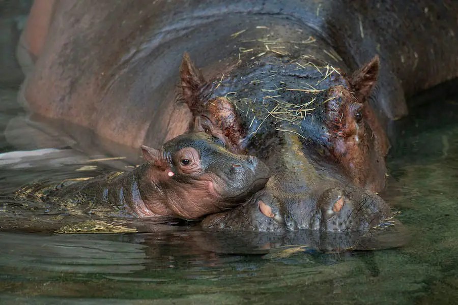 Celebrating 25 Years of Disney’s Animal Kingdom 5 746AA3C5 87E8 4B28 8F36 0CD36CDE3F1F