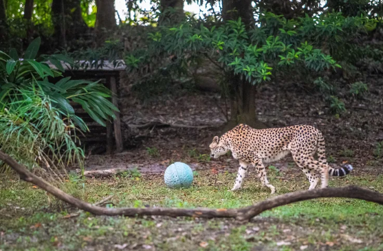 cheetah