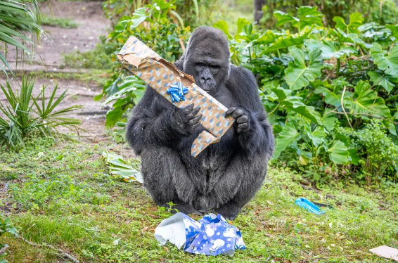 Exciting New Animal Enrichment Activities Arrive at Walt Disney World 6 gorilla 1