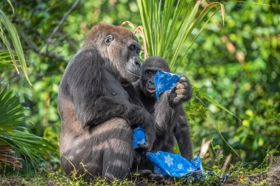 gorillas