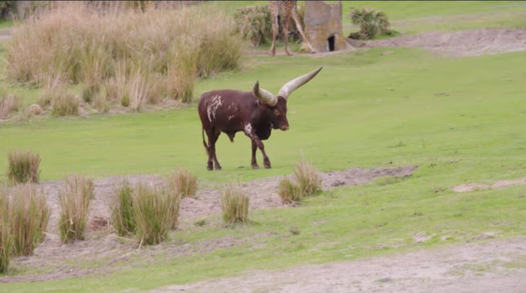 Your Guide To Wild Africa Trek At Disney's Animal Kingdom! 5 Wild Africa Trek