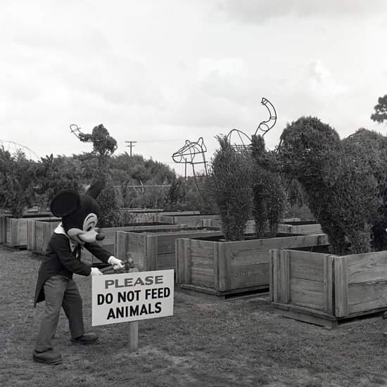 Disney topiaries