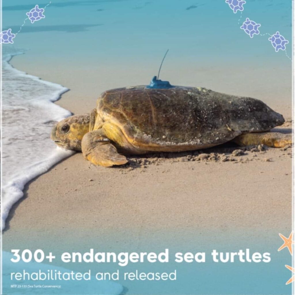Sea Turtle Conservation