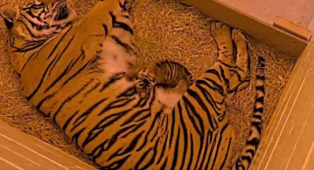 Animal Kingdom