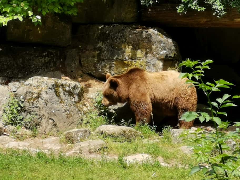 Wildpark Bad Mergentheim