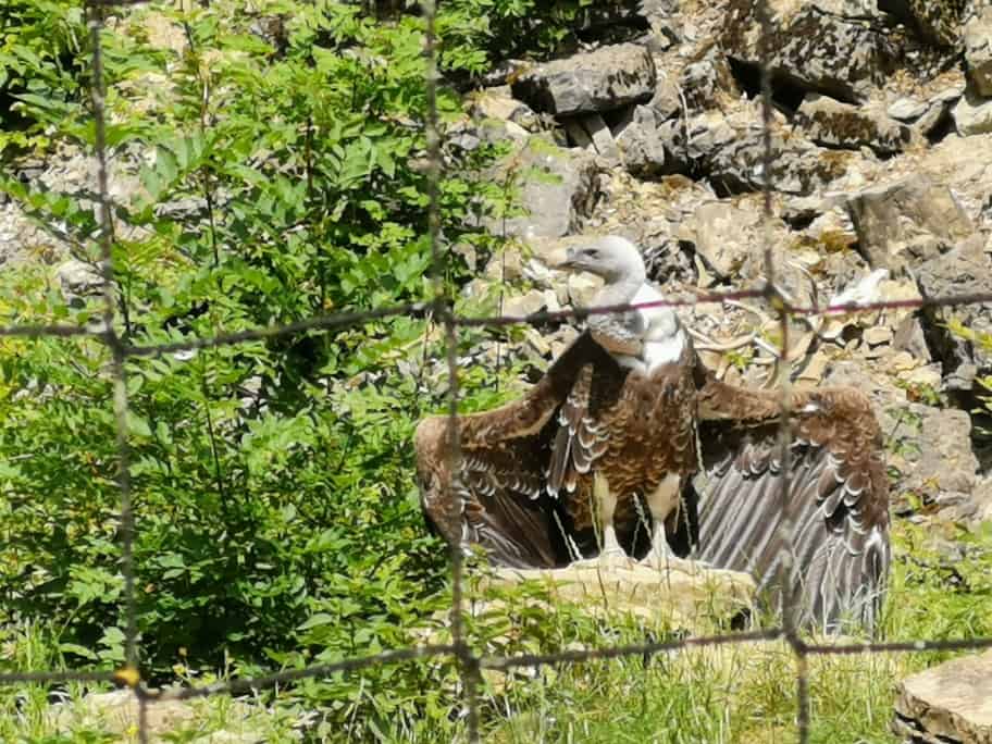 Wildpark Bad Mergentheim