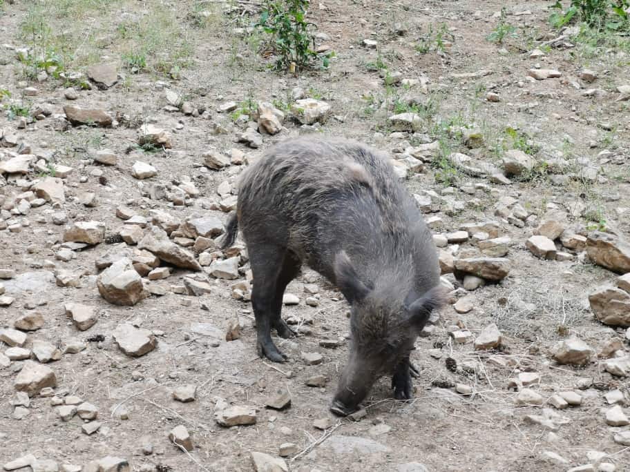 Wildpark Bad Mergentheim