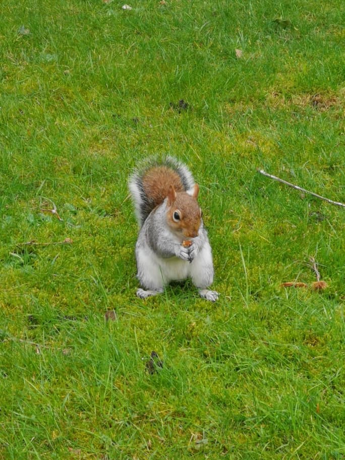 London Eichhörnchen
