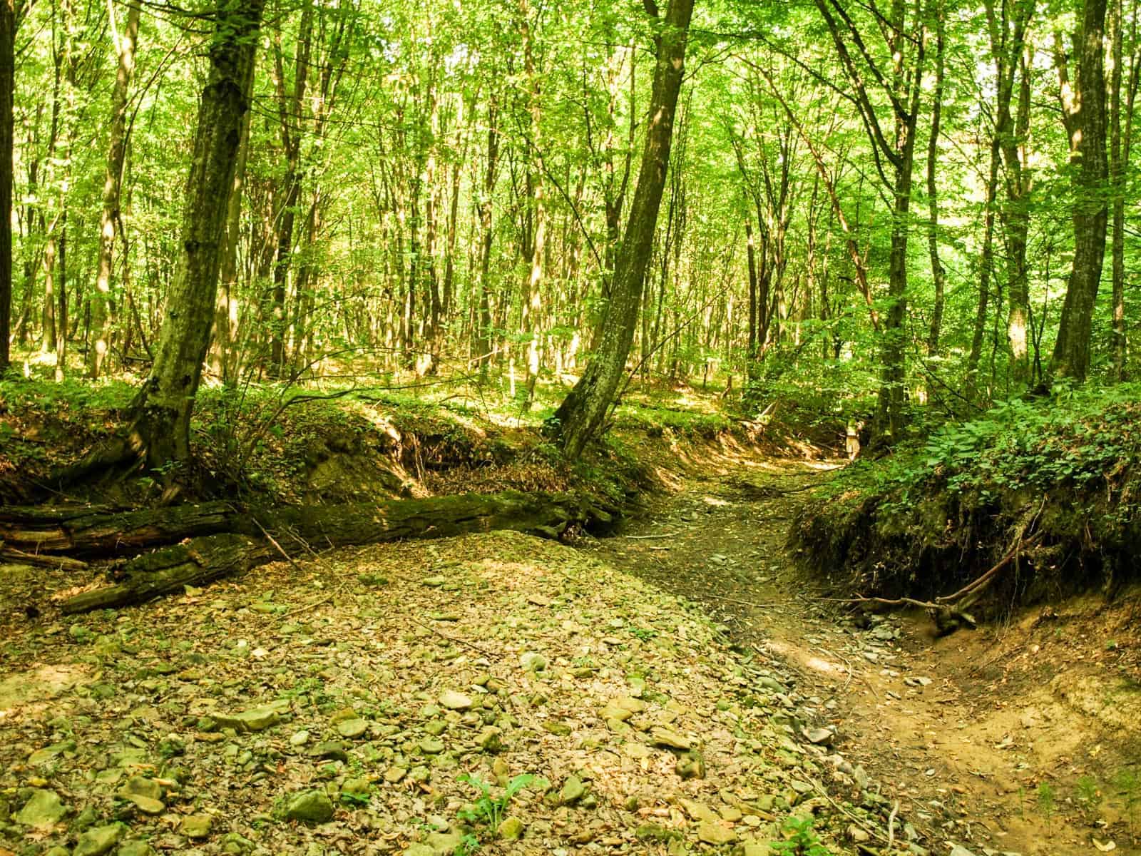 Deforestation Romania Hannes Knapp 0001.jpg - European Wilderness Society  - CC NonCommercial-NoDerivates 4.0 International