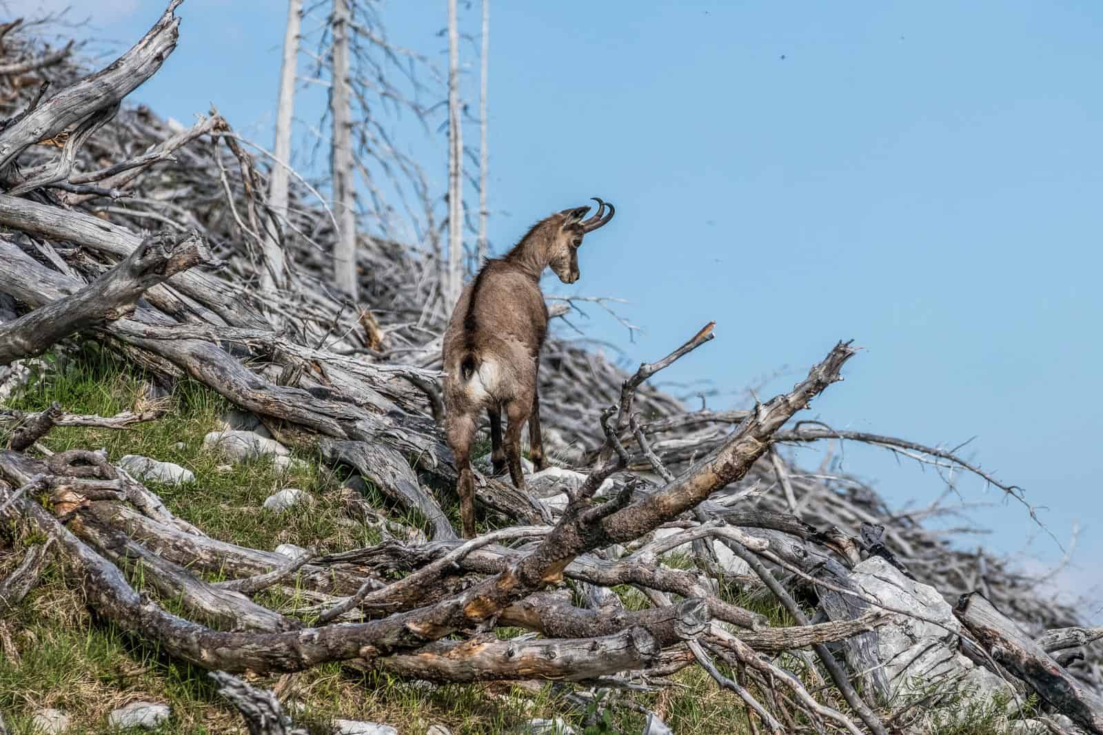 Kalkalpen Wilderness 84-2.jpg - © European Wilderness Society CC BY-NC-ND 4.0