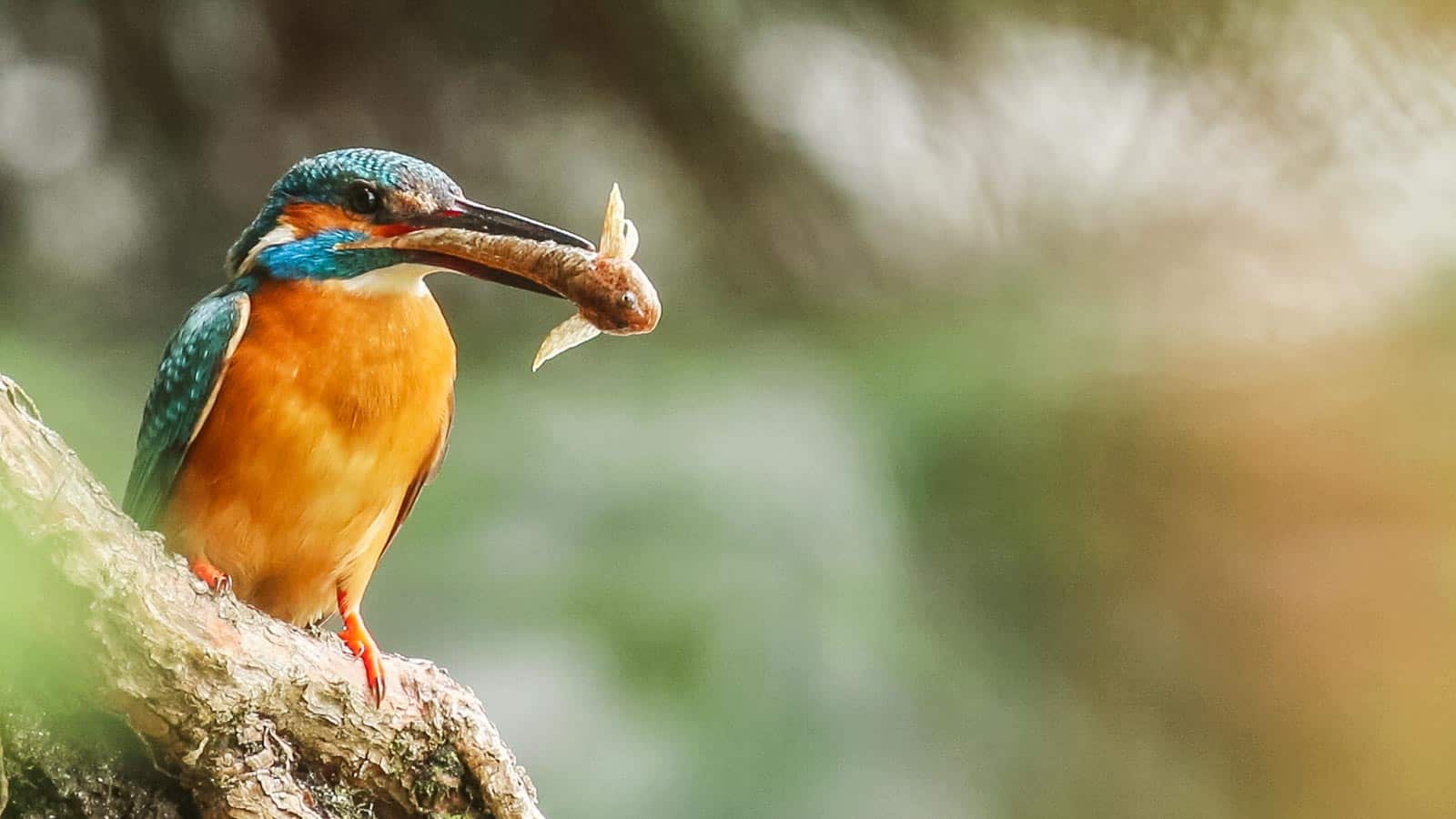 poas-vchovy-mlat-sa-musia-dospel-rybriky-poriadne-obraca_35480818844_o.jpg - European Wilderness Society  - CC NonCommercial-NoDerivates 4.0 International