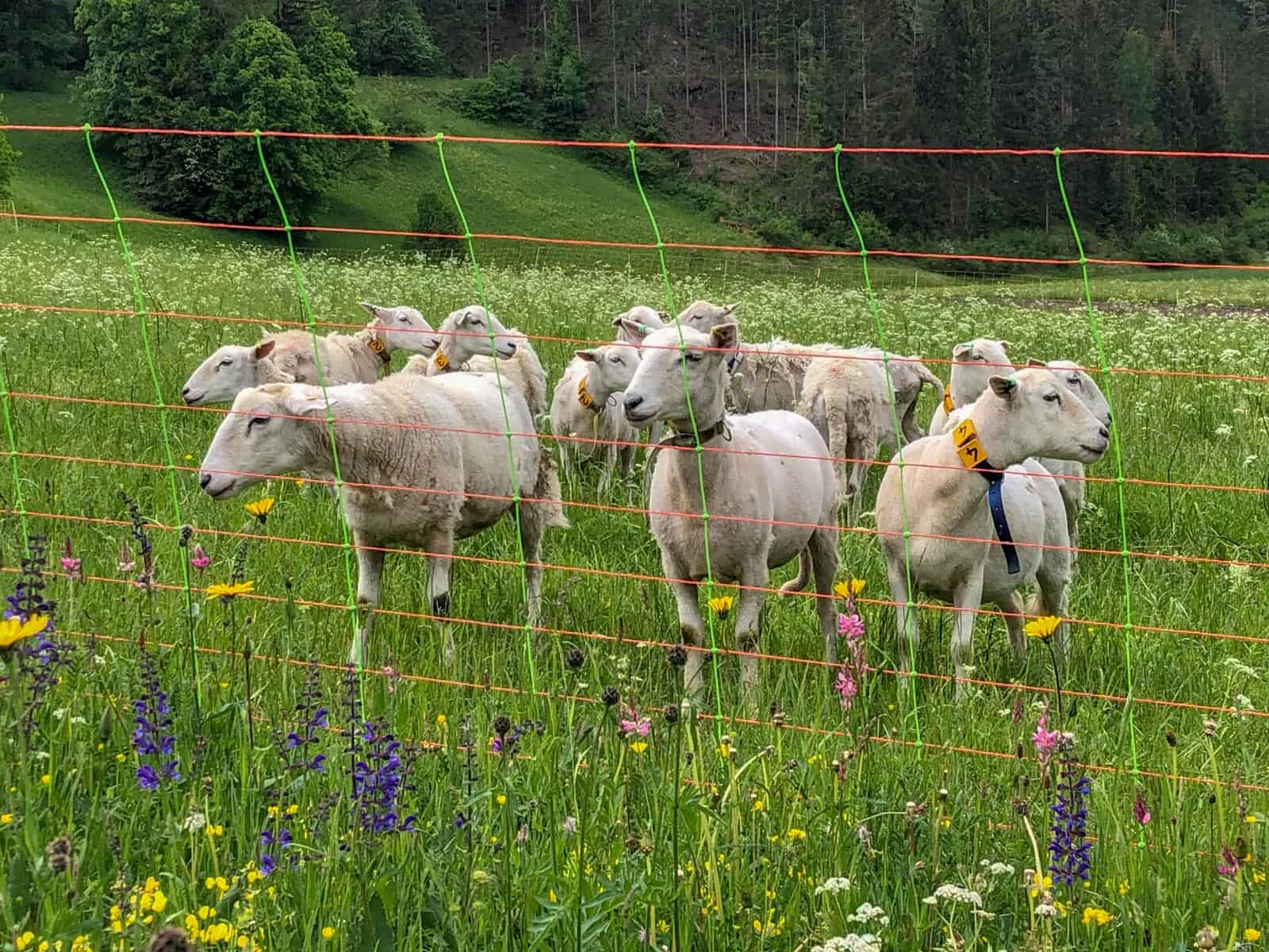 Herdenschutz in Tirol-15510.jpg - European Wilderness Society  - CC NonCommercial-NoDerivates 4.0 International