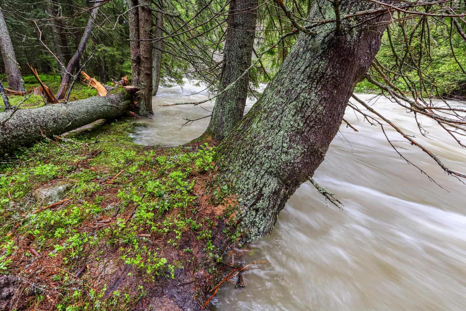 povode-na-belej_35152557585_o.jpg - European Wilderness Society  - CC NonCommercial-NoDerivates 4.0 International