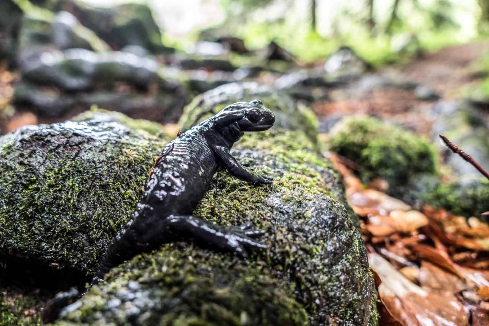 Kalkalpen Wilderness 274.jpg - © European Wilderness Society CC BY-NC-ND 4.0