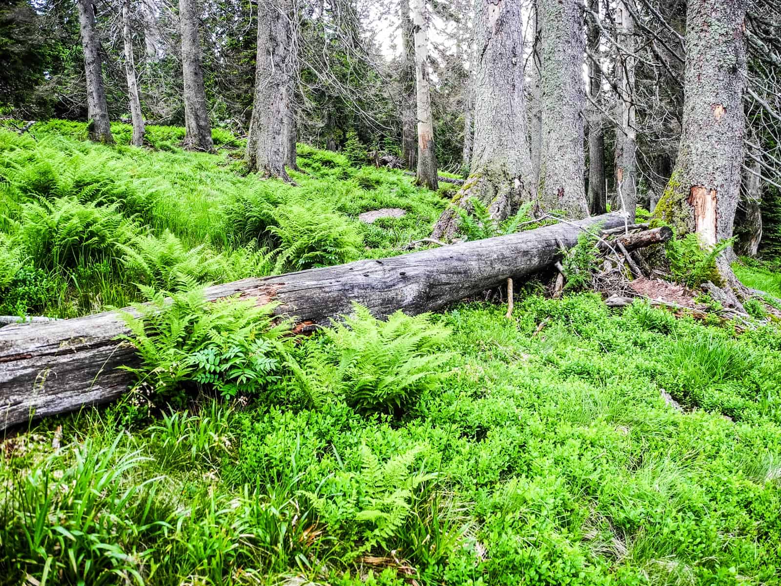 DSCN4688_korr.jpg - European Wilderness Society  - CC NonCommercial-NoDerivates 4.0 International