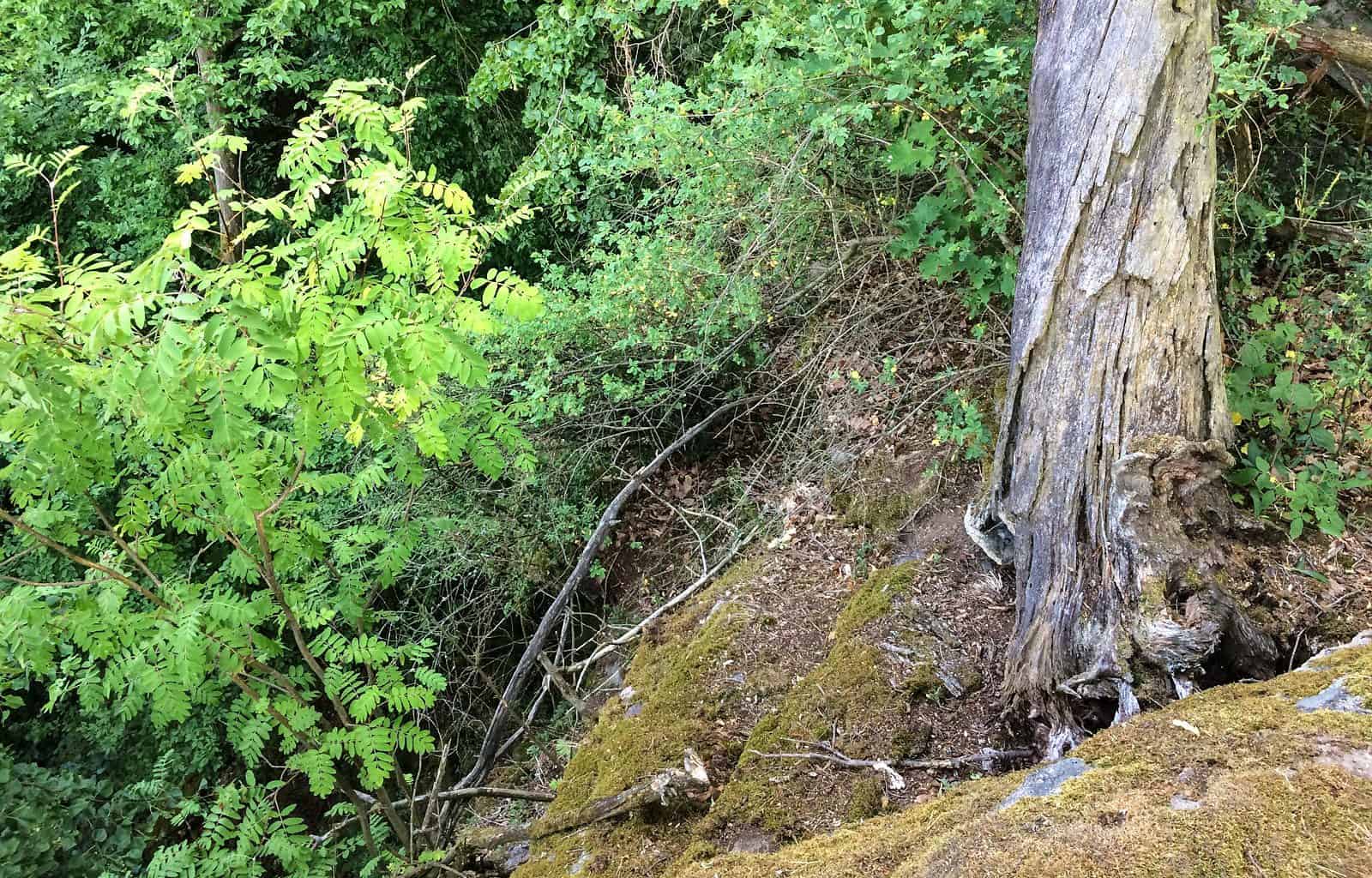 Podyji National Park 0095.jpg - European Wilderness Society - CC NonCommercial-NoDerivates 4.0 International