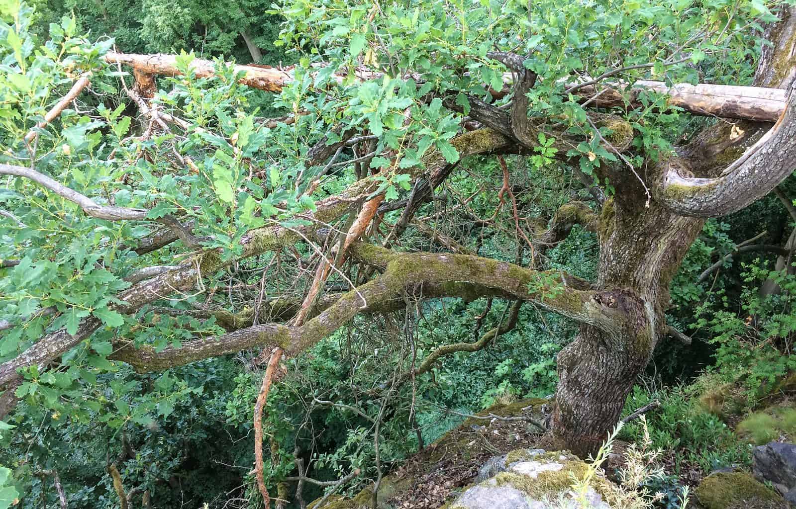 Podyji National Park 0112.jpg - © European Wilderness Society CC BY-NC-ND 4.0