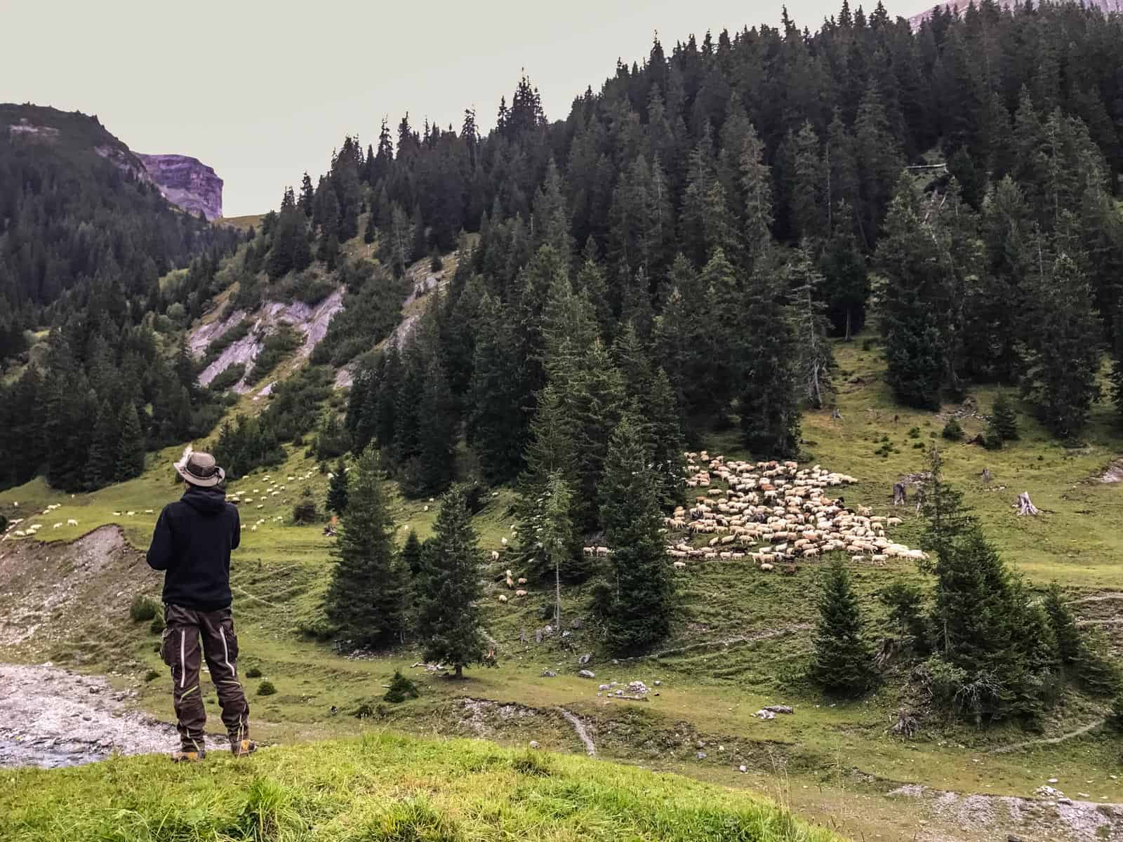 Livestock Protection - 7605.JPG - European Wilderness Society  - CC NonCommercial-NoDerivates 4.0 International