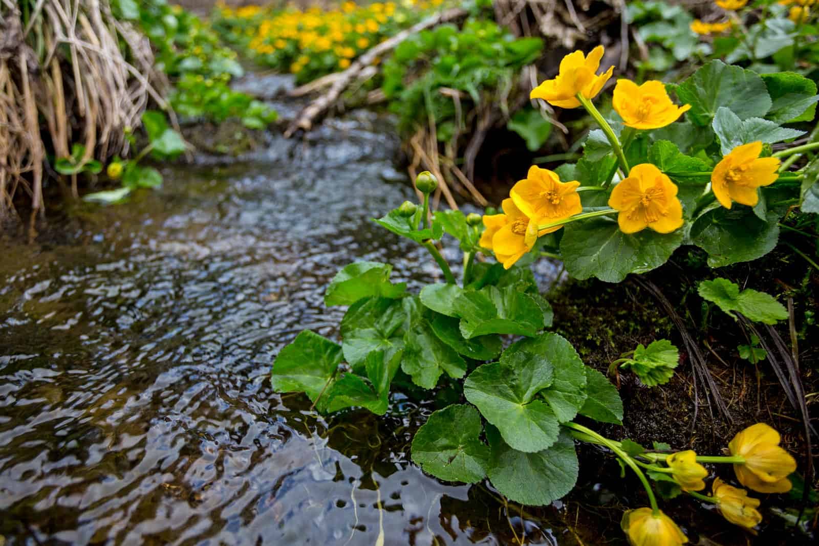 Kalkalpen Wilderness-147373.jpg - European Wilderness Society  - CC NonCommercial-NoDerivates 4.0 International