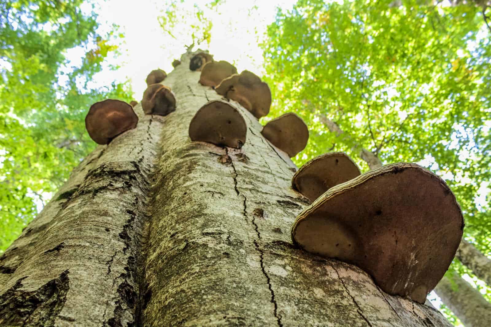 Zall-Gjocaj Wilderness Albania-22867.JPG - © European Wilderness Society CC BY-NC-ND 4.0