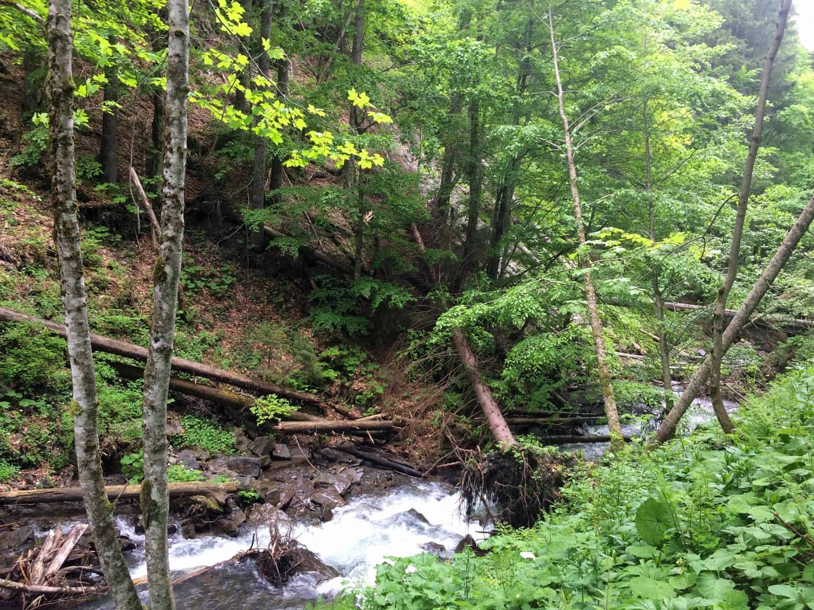 Chornohora Wilderness-24243.jpg - European Wilderness Society  - CC NonCommercial-NoDerivates 4.0 International