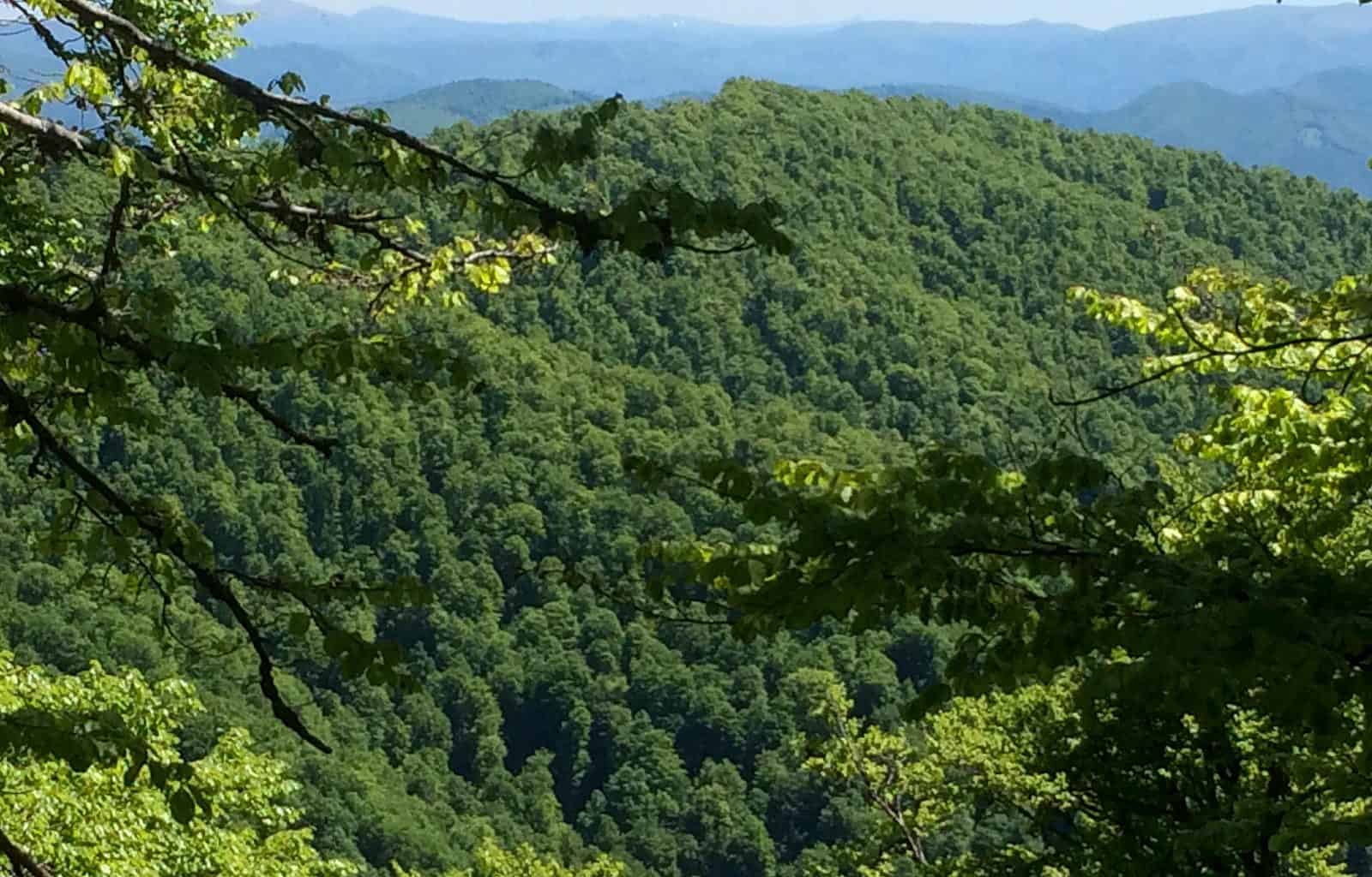 Velyk Uholka-24667.jpg - European Wilderness Society - CC NonCommercial-NoDerivates 4.0 International