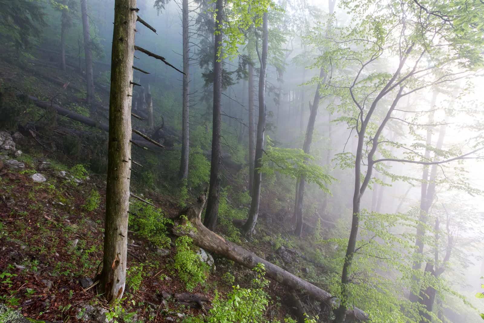 spring in fatra mountains-24748.jpg - European Wilderness Society  - CC NonCommercial-NoDerivates 4.0 International
