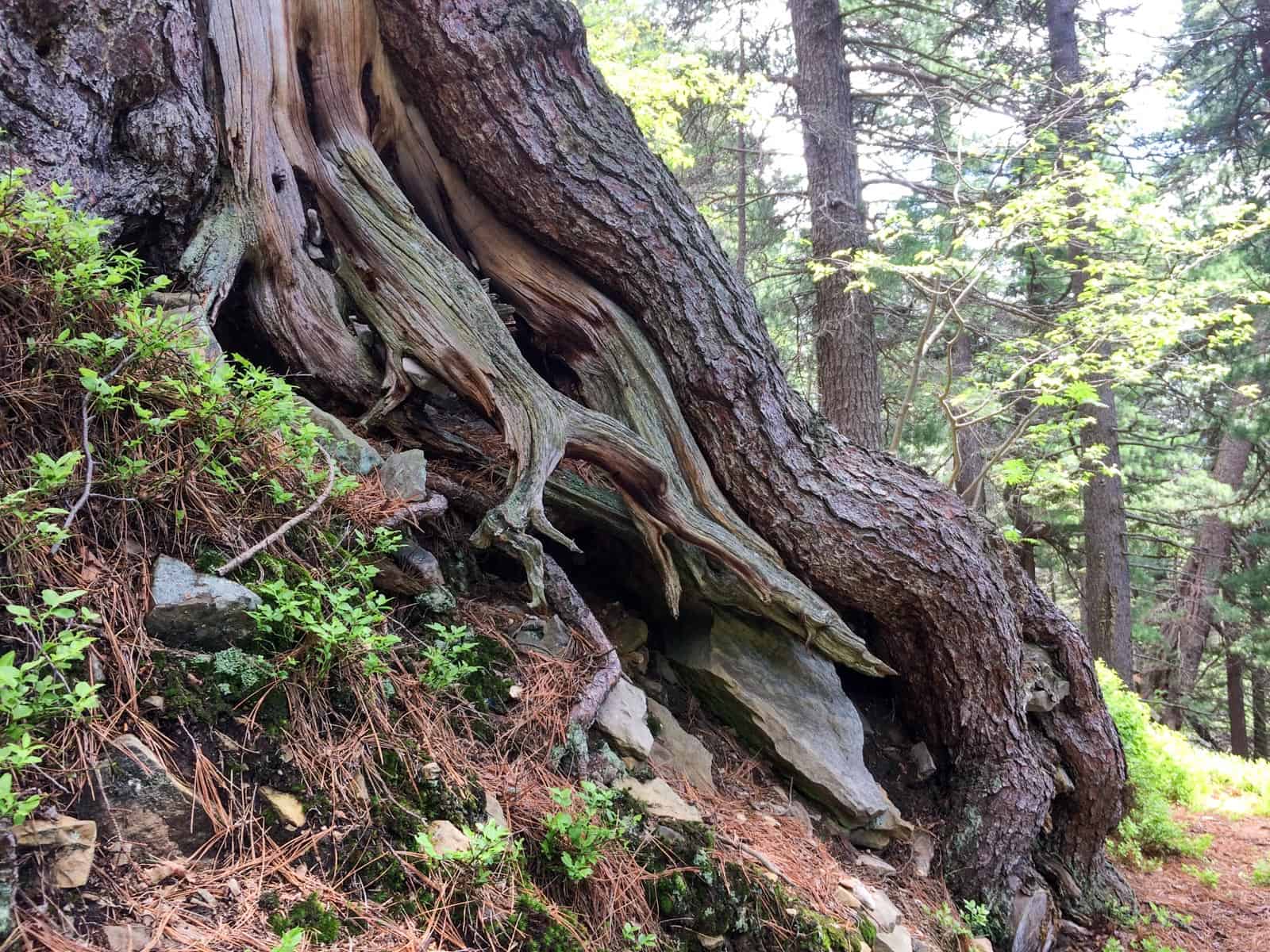 Gorgany Wilderness-25225.jpeg - European Wilderness Society  - CC NonCommercial-NoDerivates 4.0 International