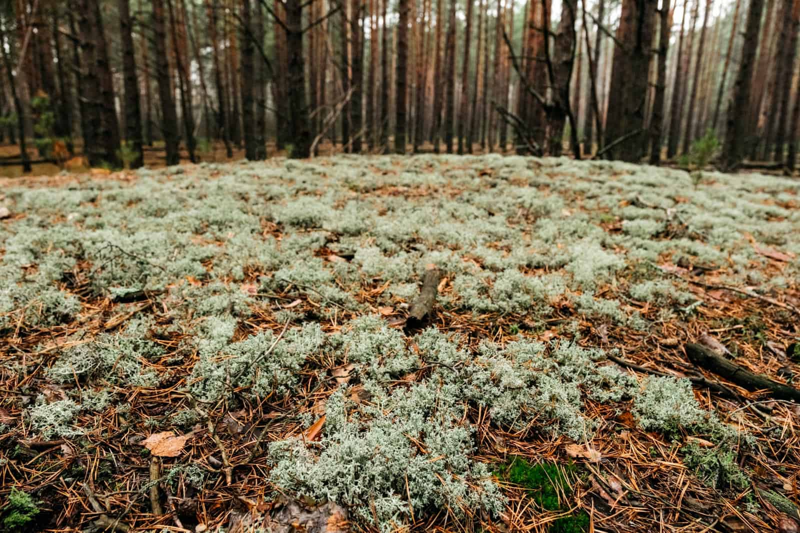 Bondarivske_Wetland -30700.jpg Brandon Hartwig 2019   - © All rights reserved