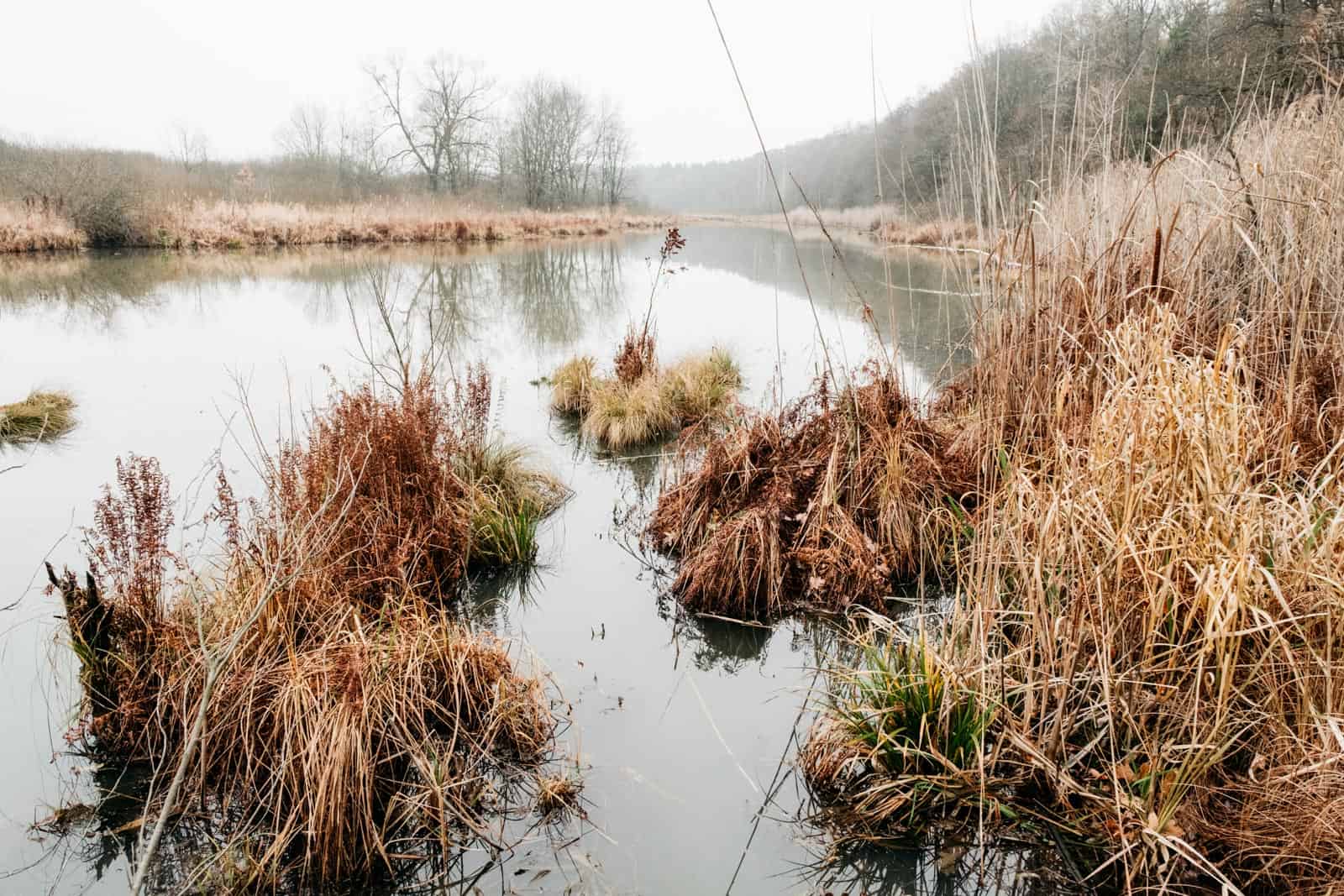 Bondarivske_Wetland -30701.jpg Brandon Hartwig 2019   - © All rights reserved