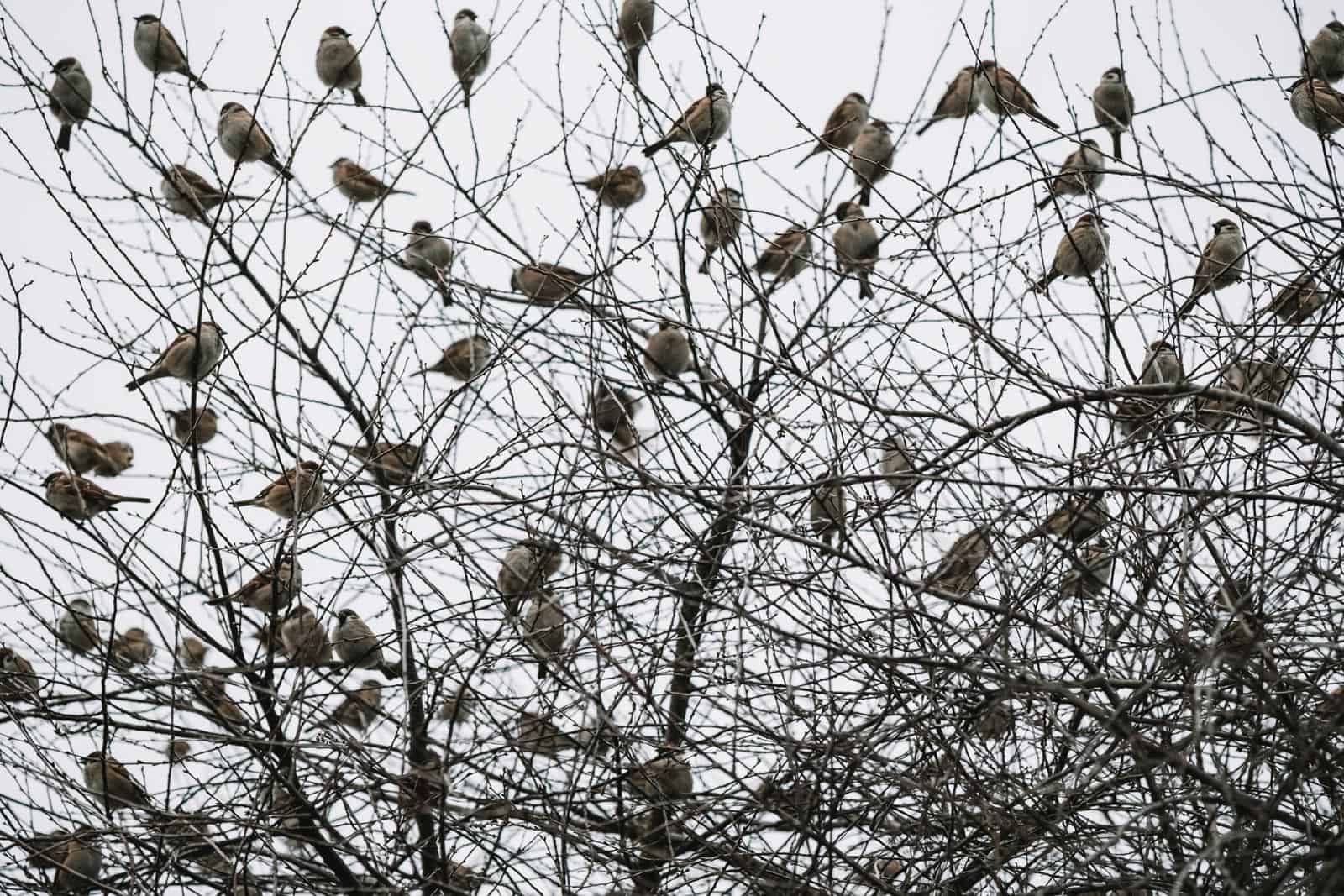 Bondarivske_Wetland -30706.jpg Brandon Hartwig 2019   - © All rights reserved