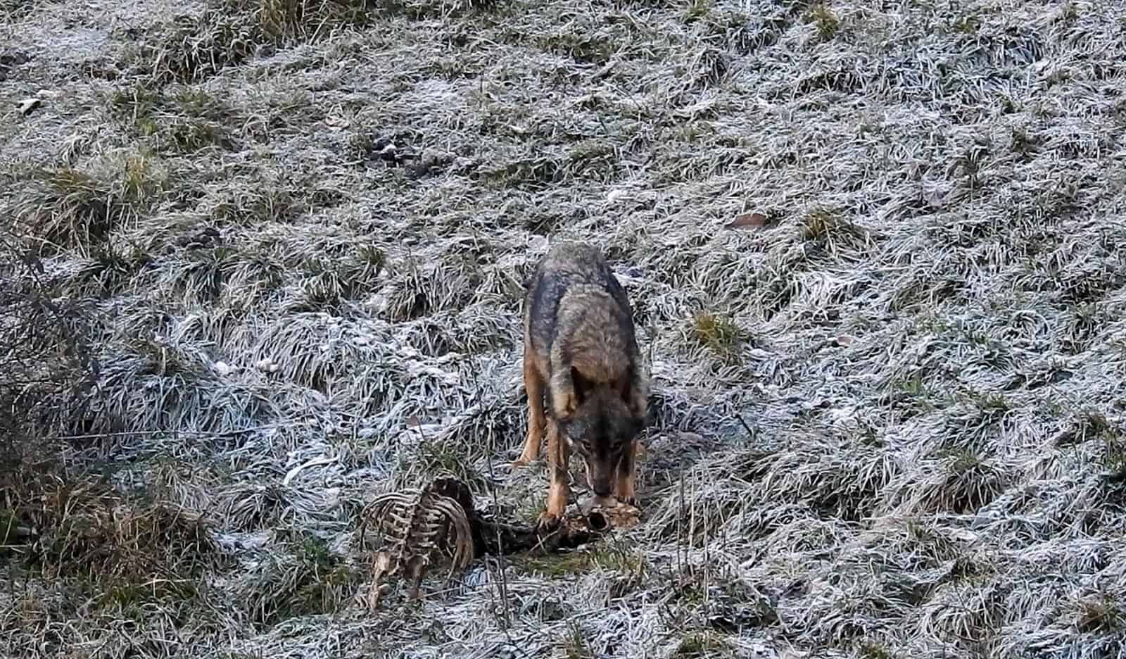 Wolves in Asturias-30891.jpg