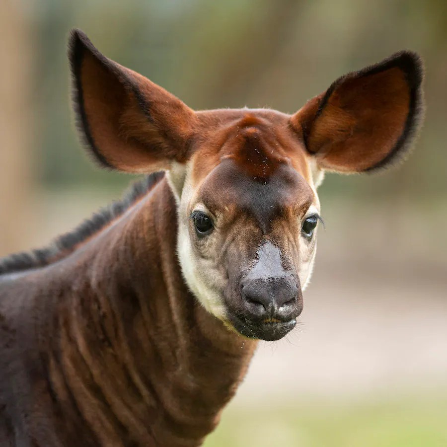 Beni the okapi
