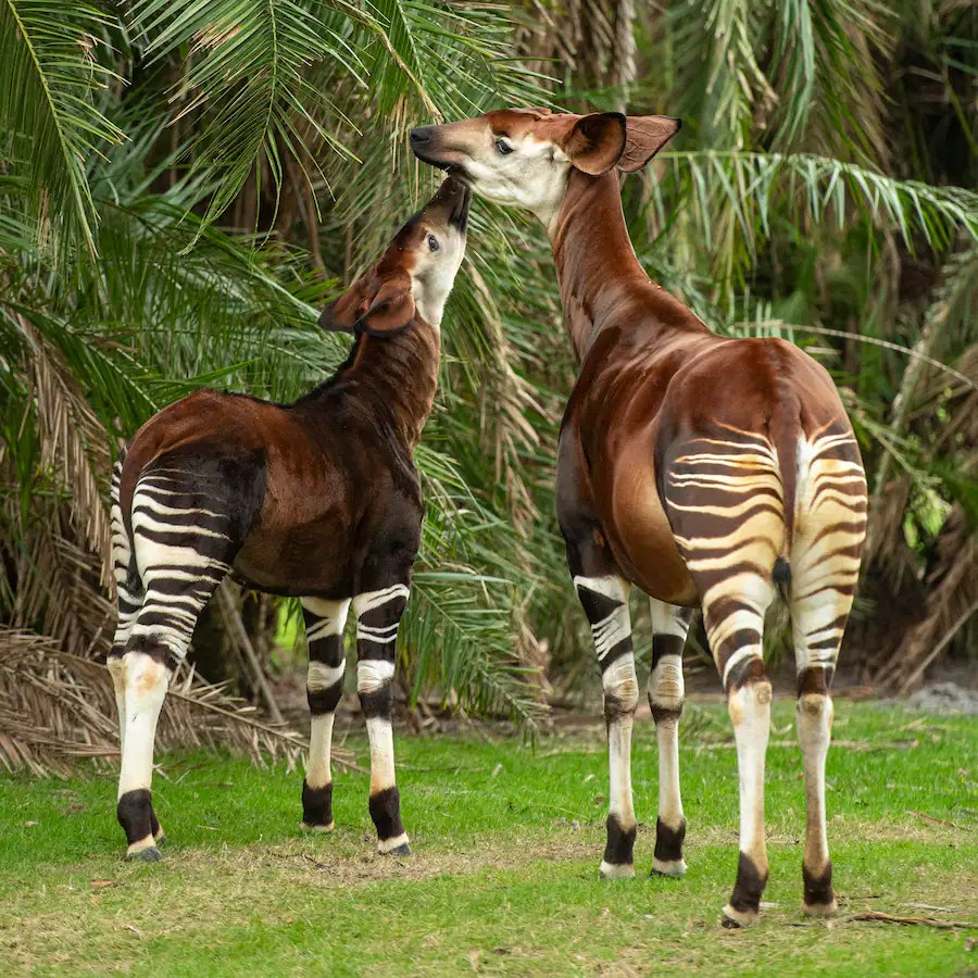 Beni the okapi