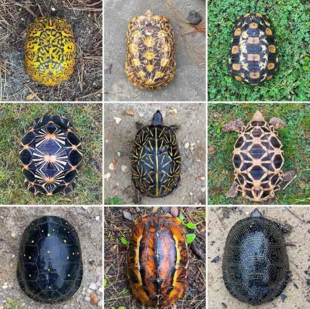 turtle shell images