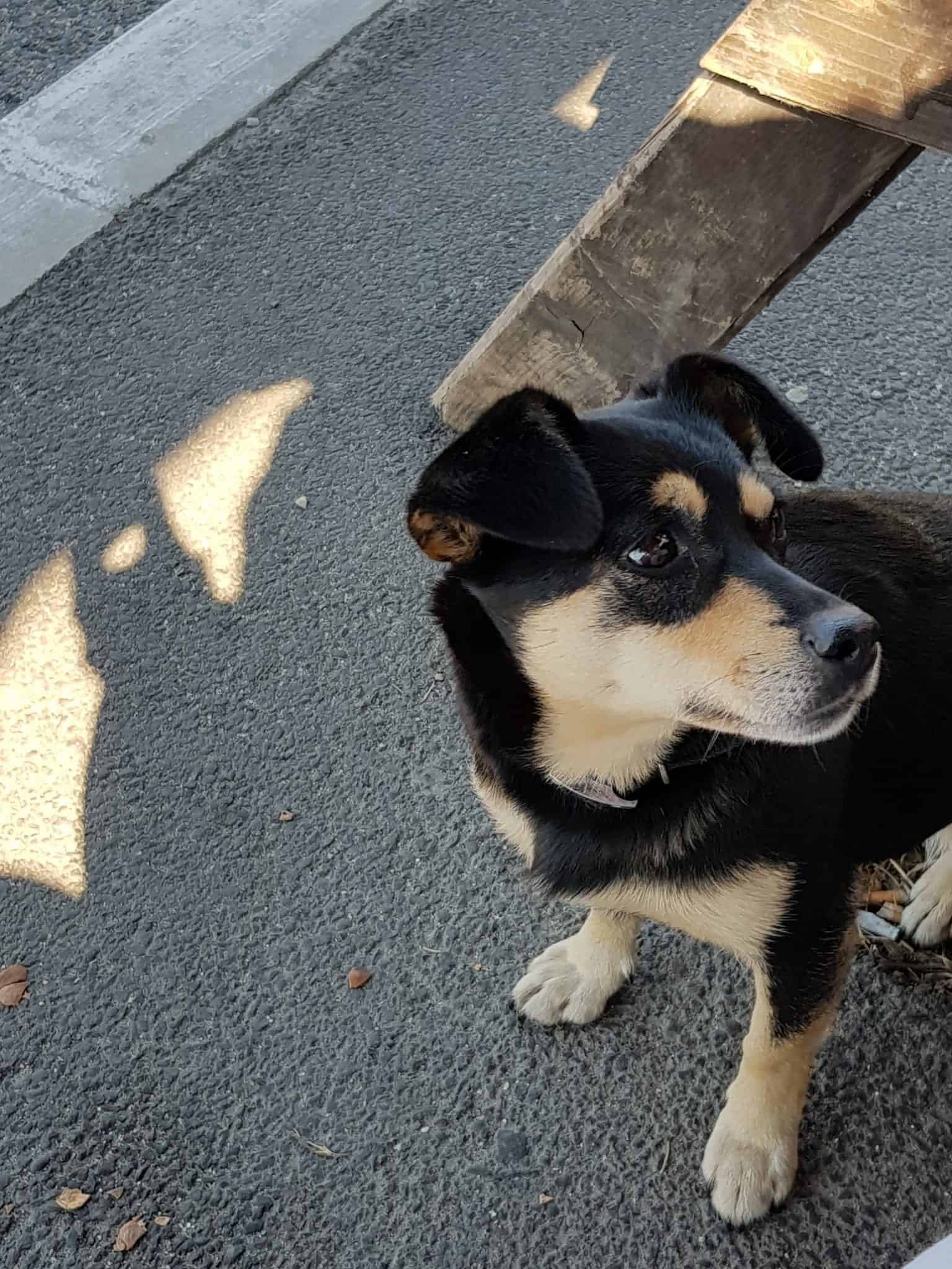 Von Brasov nach Bran Strassenhund