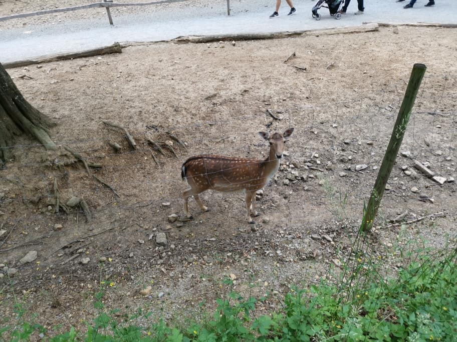 Wildpark Bad Mergentheim