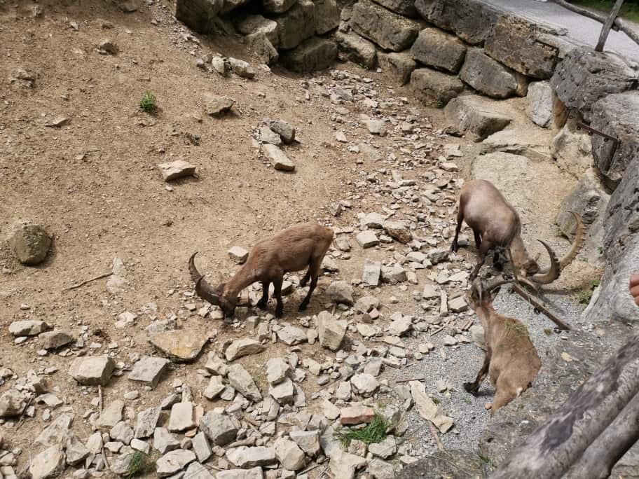 Wildpark Bad Mergentheim