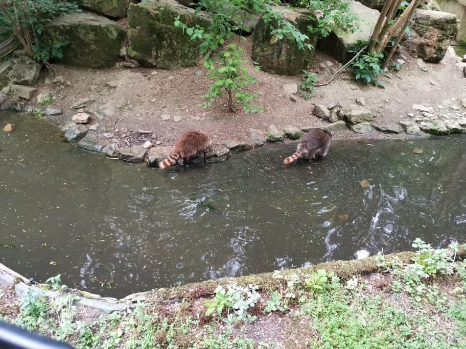 Wildpark Bad Mergentheim