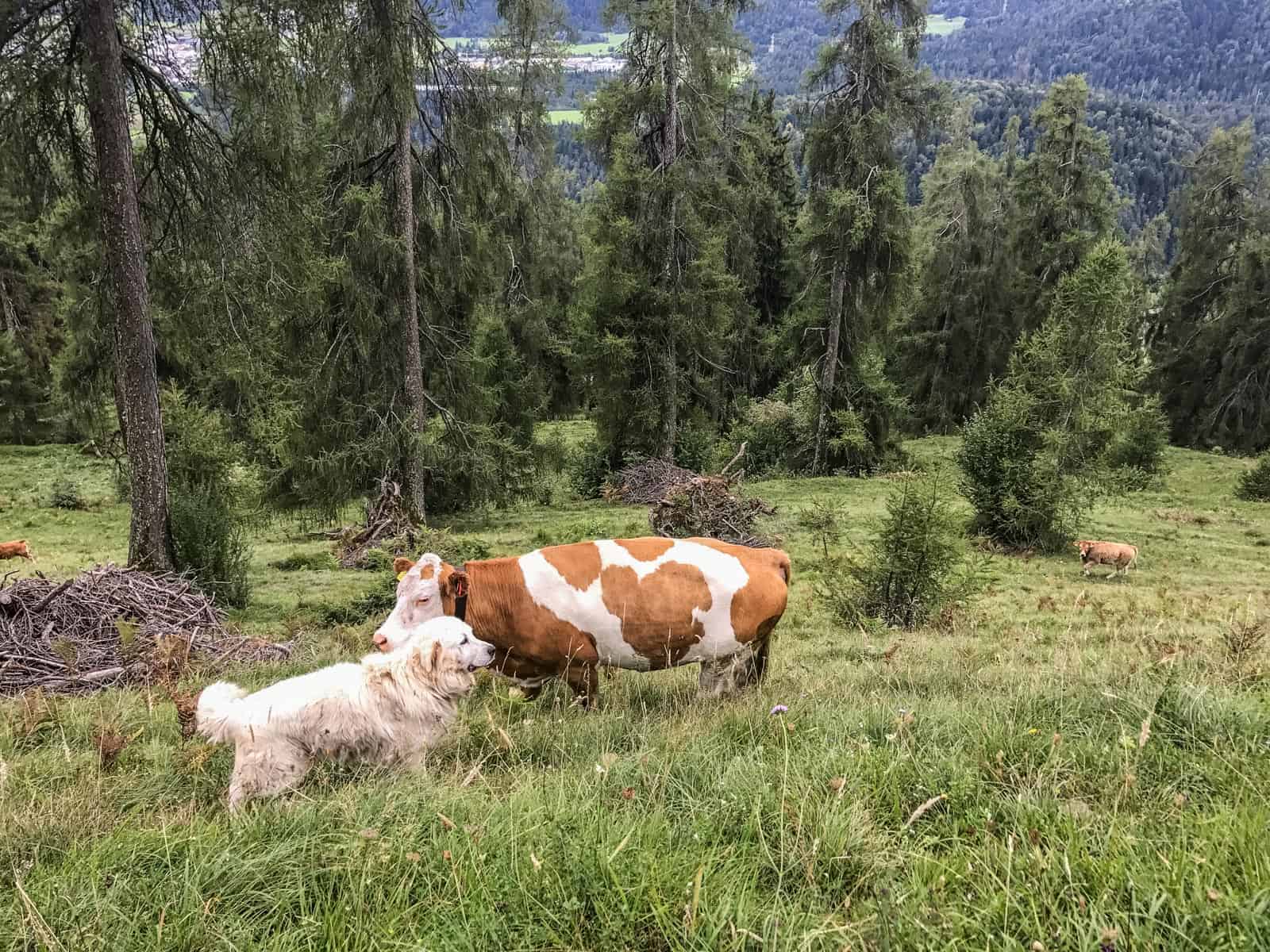 Livestock Protection - 7723.JPG - European Wilderness Society  - CC NonCommercial-NoDerivates 4.0 International