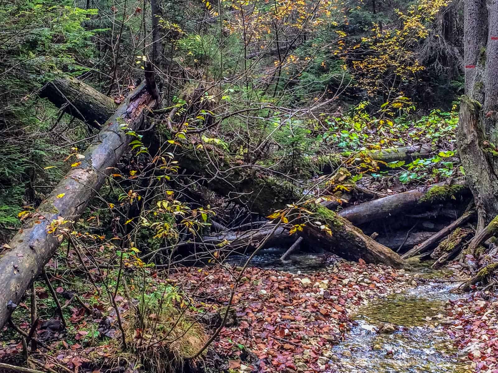 Tourism Slovenský raj National Park - 0285.jpg - European Wilderness Society  - CC NonCommercial-NoDerivates 4.0 International