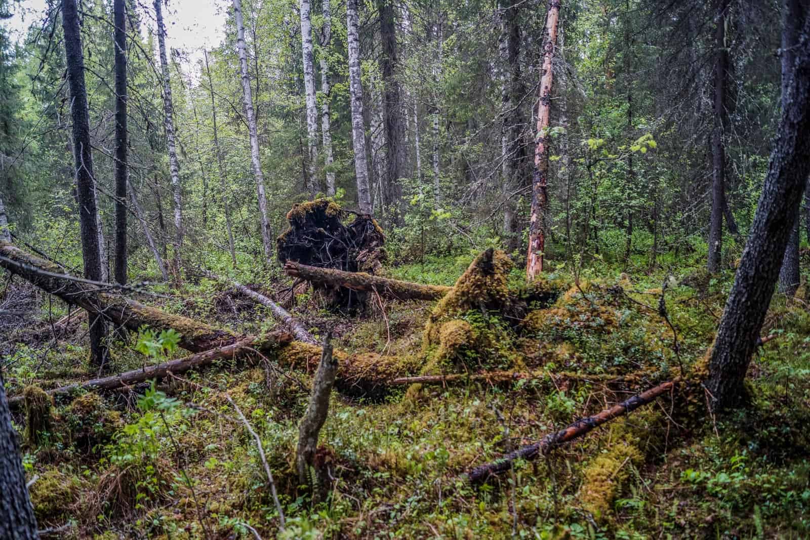 Archangelsk-21882.JPG - European Wilderness Society  - CC NonCommercial-NoDerivates 4.0 International