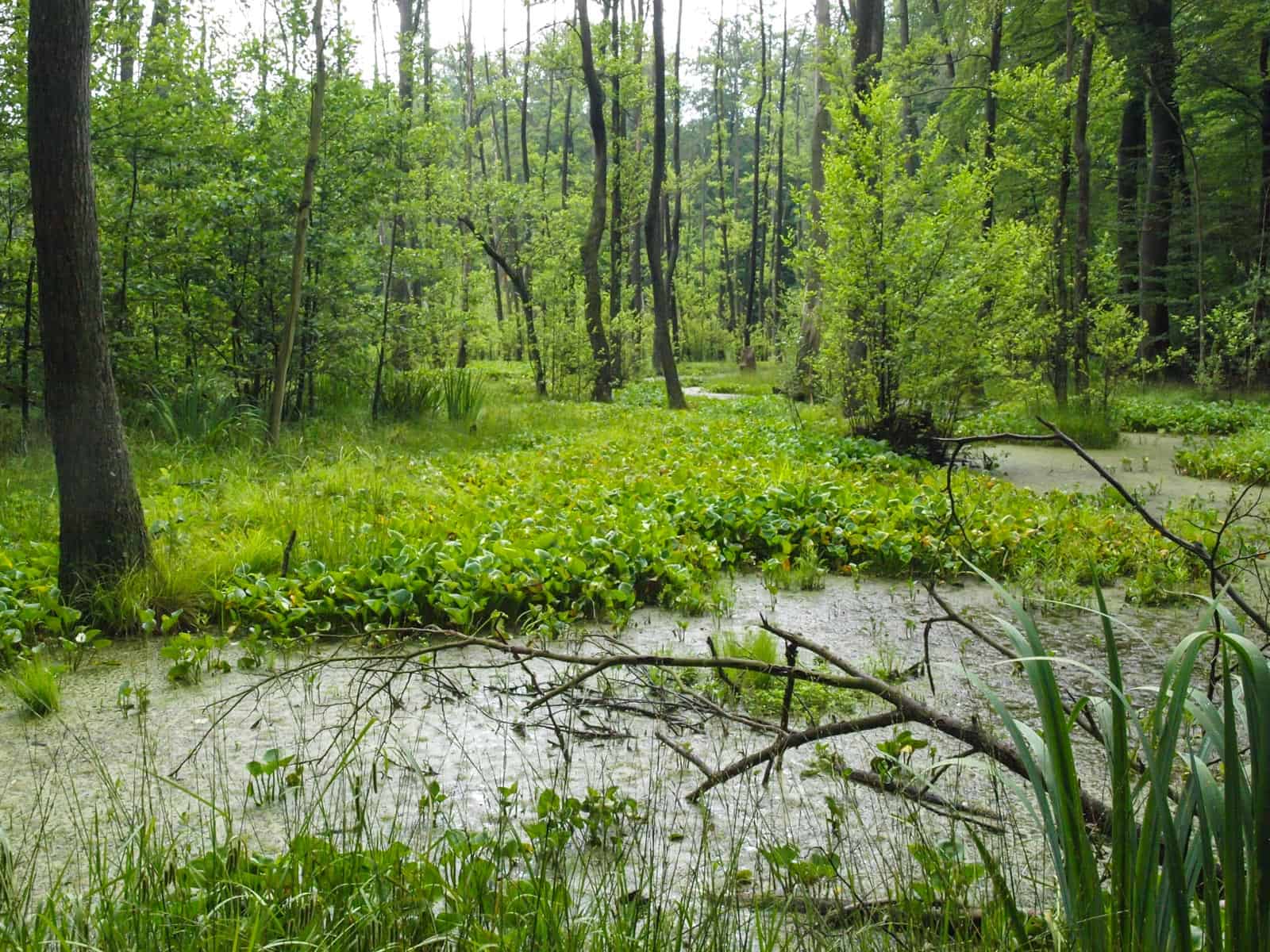 Biosphere Reserve Schorfheide Wilderness 0058.JPG - European Wilderness Society  - CC NonCommercial-NoDerivates 4.0 International