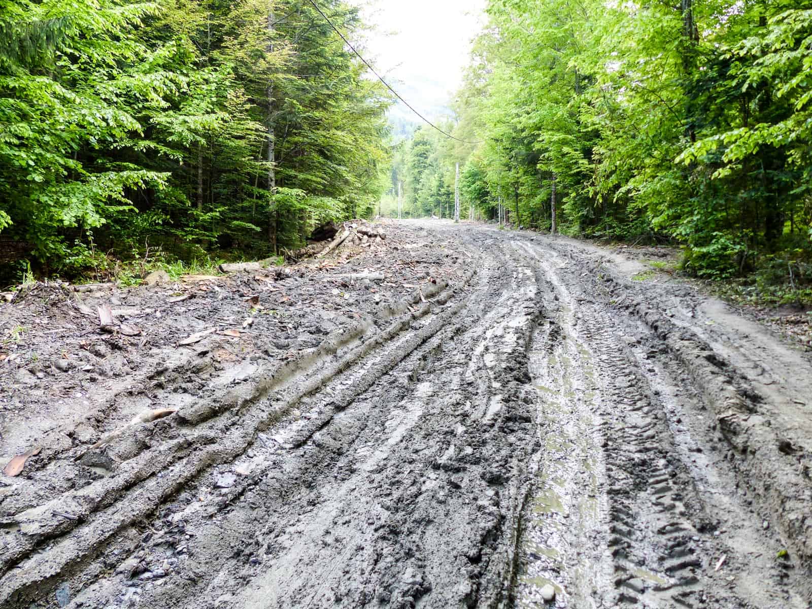 Deforestation Romania Hannes Knapp 0063.JPG - European Wilderness Society  - CC NonCommercial-NoDerivates 4.0 International