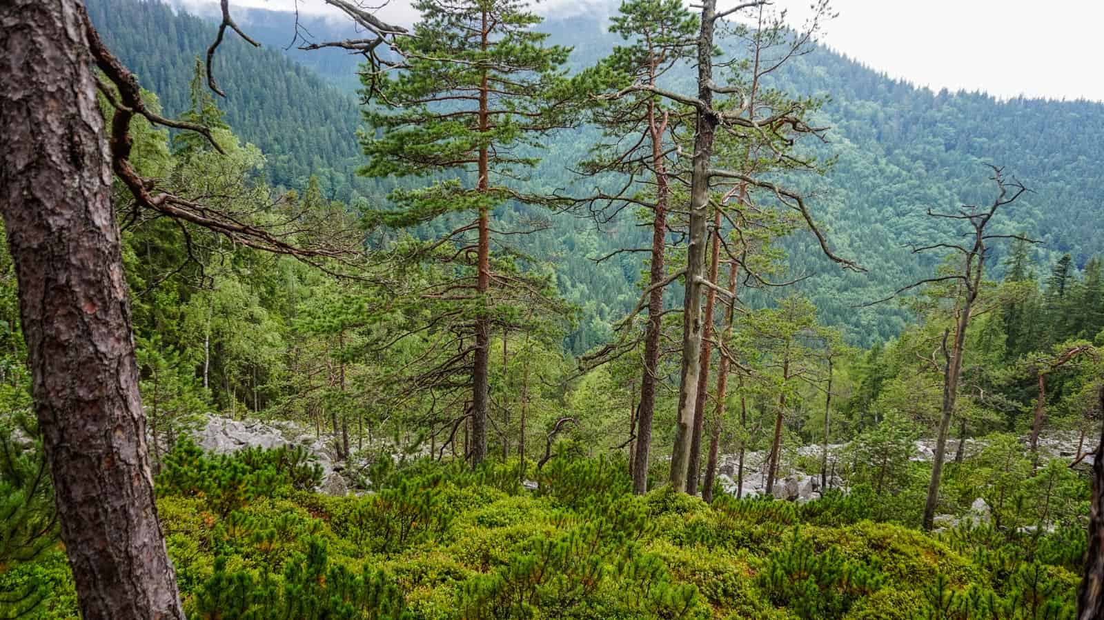 Gorgany Strict Nature Reserve 1018.JPG - © European Wilderness Society CC BY-NC-ND 4.0