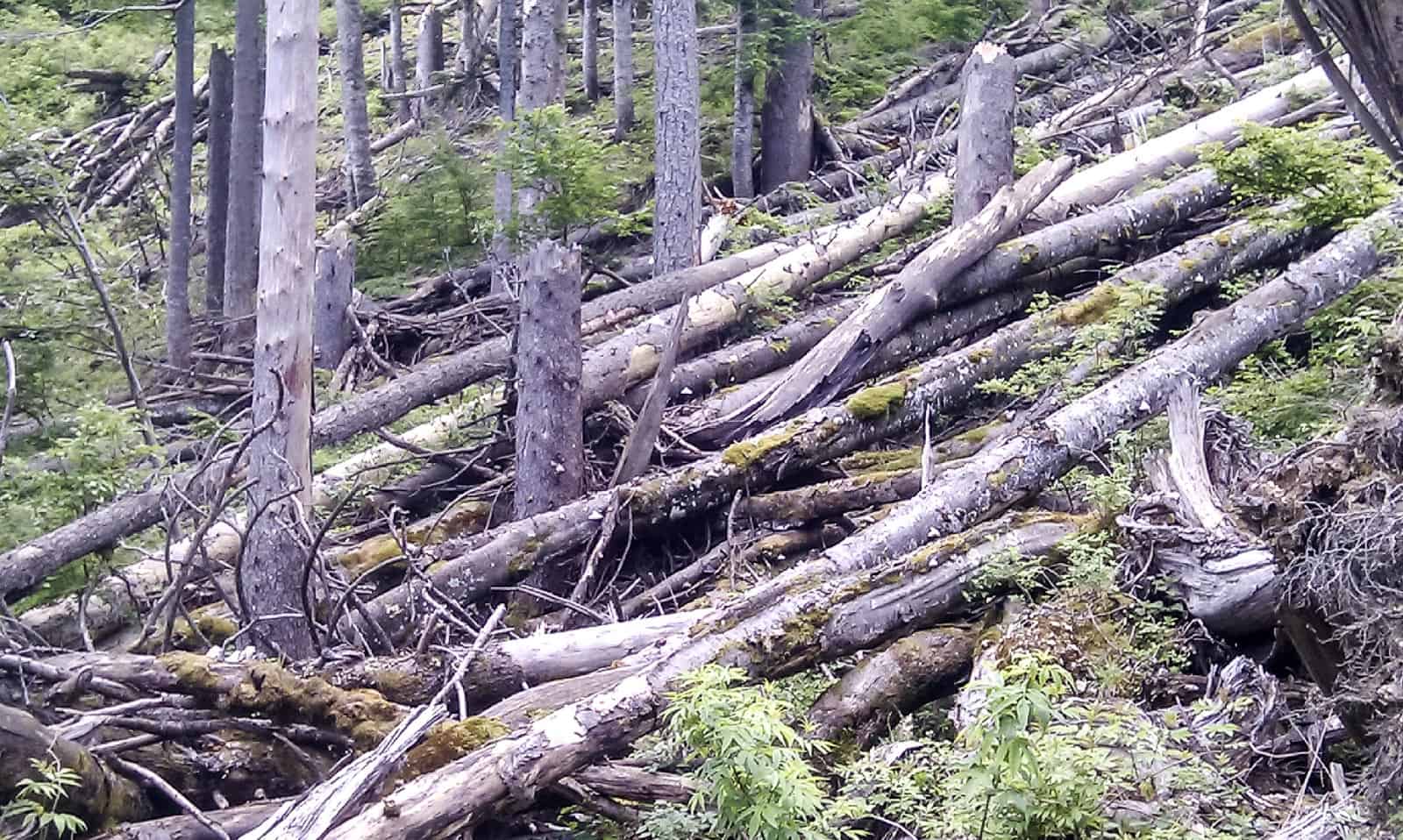 Kalkalpen Wilderness 0501.jpg - European Wilderness Society  - CC NonCommercial-NoDerivates 4.0 International